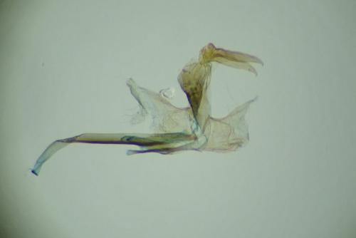 Ocnerostoma friesei